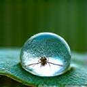 熱帯雨林に生息する、水滴をまとったカエルを超接写した写真。ディテールが鮮明。