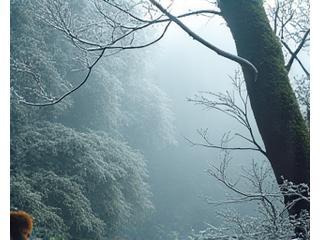 冬の熱帯雨林、珍しい霧氷が樹木を覆い、野生動物が冬の静けさの中で活動している。
